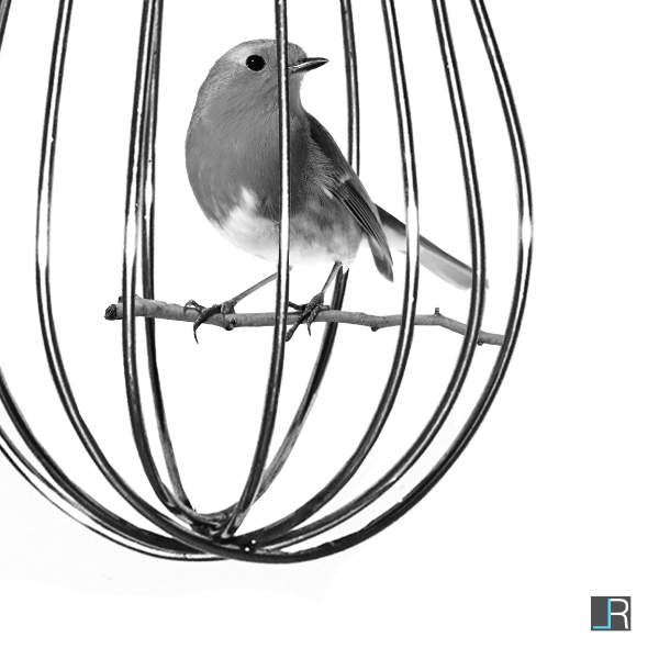 Whisk and Photo: Whisk turned into a bird cage